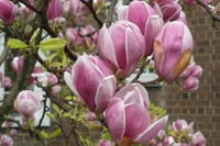Magnolia soul. Manolya fidanı Rustica Rubra