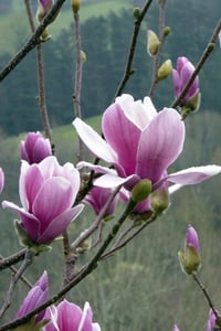 Magnolia soulangeana Satisfaction Manolya fidan