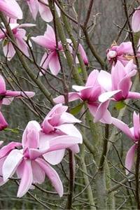 Magnolia Star Wars Manolya fidan