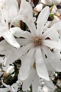 Magnolia stellata Beyaz Çiçekli Kış Manolya fidanı