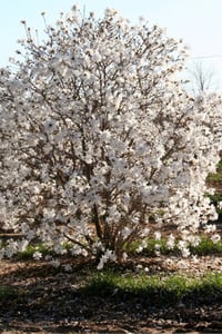 Magnolia stellata Royal star Manolya fidanı