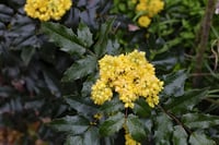Mahonia aquifolium Sarı Boya Çalısı