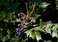 Mahonia aquifolium Sarı Boya Çalısı