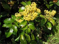 Mahonia aquifolium Sarı Boya Çalısı