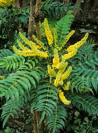 Mahonia lomariifolia Birmanya Mahonya Sarı Boya Çalısı fidanı