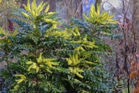 Mahonia media Winter Sun Sarı Boya Çalısı Fidanı