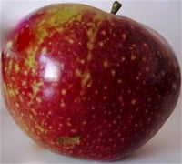 Malus domestica Arapkızı Elma fidanı