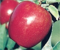 Malus domestica Braeburn Elma fidanı