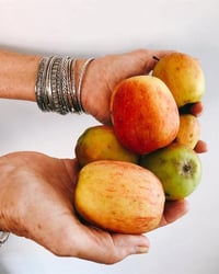 Malus domestica Ferik Elma fidanı
