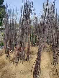 Malus domestica Galaval Elma fidanı