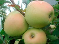Malus domestica Golden reinders Elma fidanı