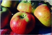 Malus domestica Gönen Elma fidanı