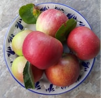 Malus domestica Gümüşhane Elma fidanı