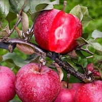 Malus domestica İçi Dışı Kırmızı Elma fidanı