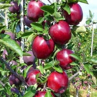 Malus domestica Jeromine Elma fidanı