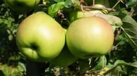 Malus domestica Limon Elma fidanı