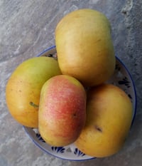 Malus domestica Mektep Elma fidanı