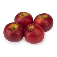 Malus domestica Modi Elma fidanı