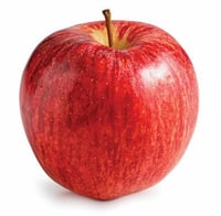 Malus domestica Mondial Gala Elma fidanı