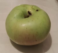 Malus domestica Nuran Hala Elma fidanı