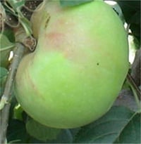 Malus domestica Osmanpaşa Elma fidanı