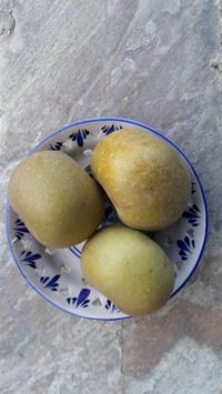 Malus domestica Paslı Elma fidanı