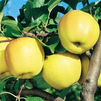 Malus domestica Sarı İngiliz Misket Elma fidanı