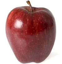 Malus domestica Starking Elma fidanı