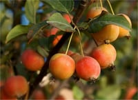 Malus sylvestris (communis) Yabani elma fidanı