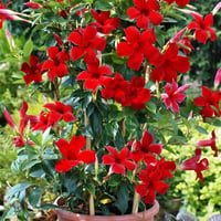 Mandevilla apocynaceae Mandevilla fidanı