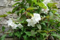 Mandevilla suaveolens Mandevilla Fidanı