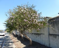 Melaleuca nesophila mor top çalısı