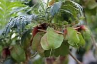 Melianthus comosus Bal Çiçeği  Bal Çalısı