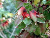 Melianthus comosus Bal Çiçeği  Bal Çalısı