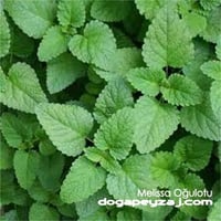 Melissa officinalis Tıbbi melisa Oğulotu oğul otu fidesi