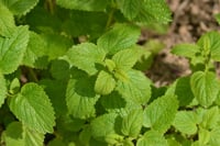 Melissa officinalis Tıbbi melisa Oğulotu oğul otu fidesi