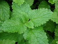 Melissa officinalis Tıbbi melisa Oğulotu oğul otu fidesi