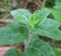 Mentha aquatica Su nanesi fidesi