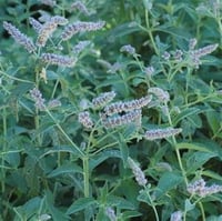 Mentha longifolia yabani nane yarpuz fidesi
