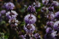 Mentha pulegium Kır Nanesi Yarpuz Fidesi