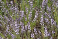 Mentha pulegium Kır Nanesi Yarpuz Fidesi