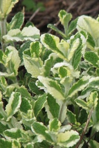 Mentha suaveolens variegata Ananas Kokulu Nane fidesi
