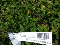 Mentha x Piperita Almira çilek nane fidesi