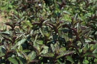 Mentha x Piperita Black Mitcham Nane Fidesi