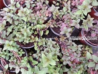 Mentha x Piperita Chocolate çikolata nane fidesi