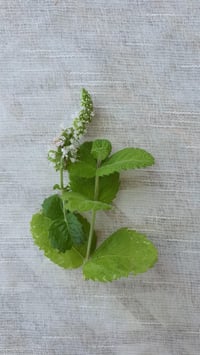 Mentha x piperita Elma Kokulu Nane fidesi