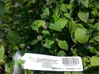 Mentha x Piperita ginger Zencefil nane fidesi