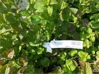 Mentha x Piperita Granada Portakal nane fidesi