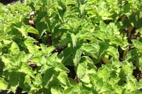 Mentha x Piperita Grapefruit Greyfurt Nane Fidesi