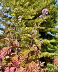 Mentha x Piperita Grapefruit Greyfurt Nane Fidesi